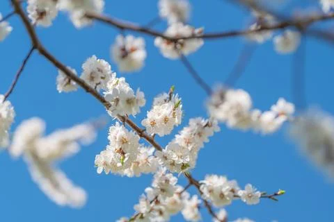 An intimate study of white flower group against sky. Close examination of whi Stock Photos
