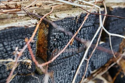 Intimate View of Charred Wood and Branches in Natural Setting 写真素材