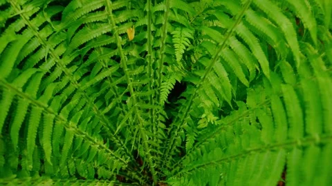 Intimate view of ferns in forest setting with soft, natural lighting Stock Footage 335812480