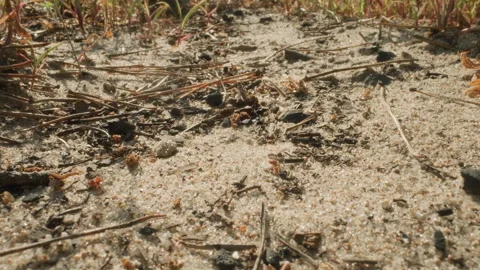 Intimate view highlighting textures of forest floor elements. Detailed shot Video stock 341661186