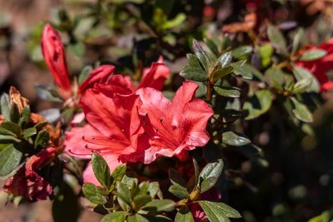 Intimate View of a Red Rhododendron Bloom Stock Photos