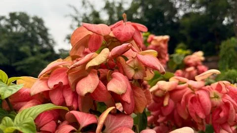 Intimate view showcases clustered Mussaenda Erythrophylla flowers, their deli Fotos Stock