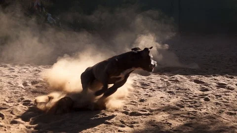 Intimidating bulldog chasing reflection while kicking up dust in sandy yard Stock Footage 81416717