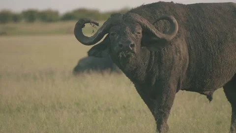 Intimidating Cape Buffalo chews grass, and stares, close up. Stock Footage 156465092