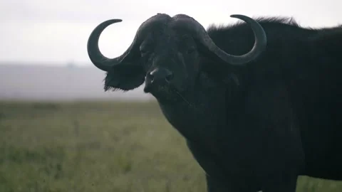Intimidating Cape Buffalo chews grass, and stares, close up. Stock Footage 156465385
