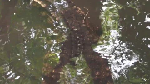 Intimidating crocodile in the water Stock Footage 220281145