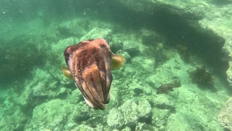Intimidating Cuttlefish Shoulder Checks Camera, Jervis Bay, Australia - 05 Jan 2 Stock Footage 340857105