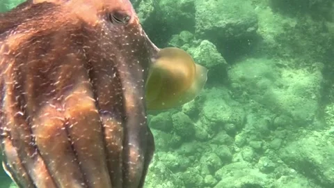 Intimidating Cuttlefish Shoulder Checks Camera, Jervis Bay, Australia - 29 Jul 2 Stock Footage 340857106