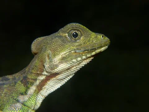 An intimidating look 스톡 사진