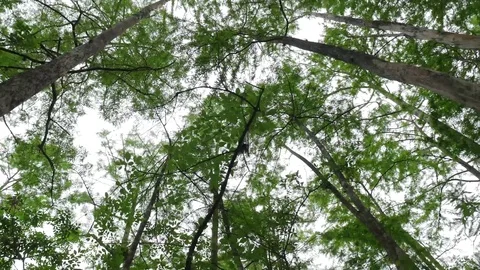 Intoxicated Hallucinations In A Turning Forest With Trees As They Spin Around Video stock 75244673
