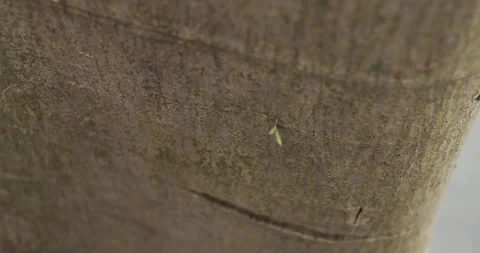 Intricate 4K Close-Up of Working Ants on a Tree - Engaging Stock Video Footage Stock Footage 241023892