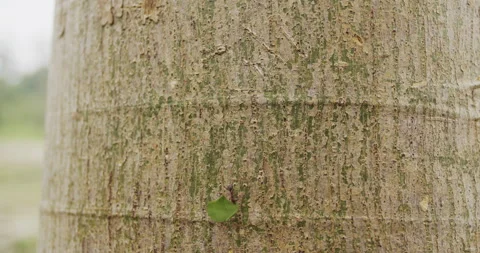 Intricate 4K Close-Up of Working Ants on a Tree - Engaging Stock Video Footage Stock Footage 241024895
