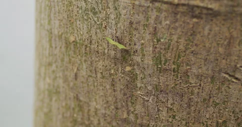 Intricate 4K Close-Up of Working Ants on a Tree - Engaging Stock Video Footage Stock Footage 241024936