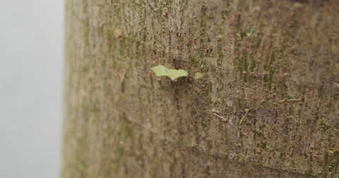 Intricate 4K Close-Up of Working Ants on a Tree - Engaging Stock Video Footage Stock Footage 241025033