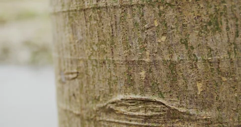 Intricate 4K Close-Up of Working Ants on a Tree - Engaging Stock Video Footage Stock Footage 241025271