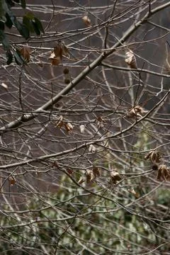 Intricate Bare Tree Branches and Peeling Bark in Winter Stock Photos