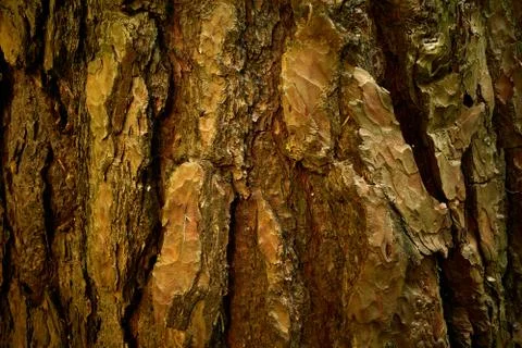 Intricate bark of age pine tree. Wood texture. Textured material. Closeup photo Stock Photos