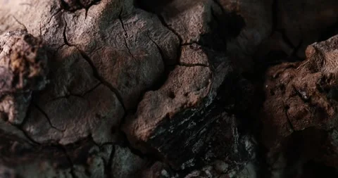 Intricate Bark Patterns with Deep Fissures. Stock Footage 276091503