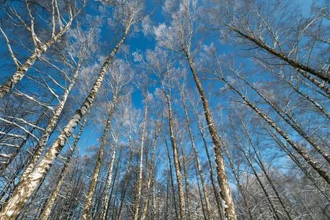 Intricate birch branches form winter mosaic, repetition of trunks and twigs.. Stock Photos