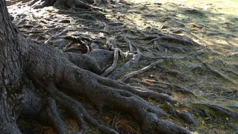 The intricate branched root of a huge tree. Stock Footage 337107204