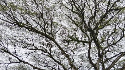 Intricate Branches Against Cloudy Sky 写真素材