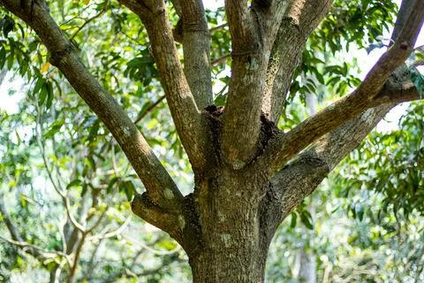 The intricate branching structure of a tree, likely a mature specimen Stock Photos
