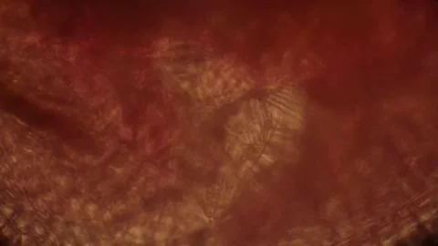 Intricate Brown Pattern in Warm Tones with Abstract Texture and Organic Shape Video stock 341925963