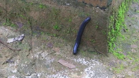 Intricate bug (2) Stock Footage 325280539