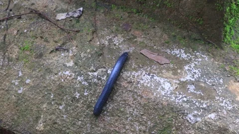 Intricate bug(1) Stock Footage 325291369