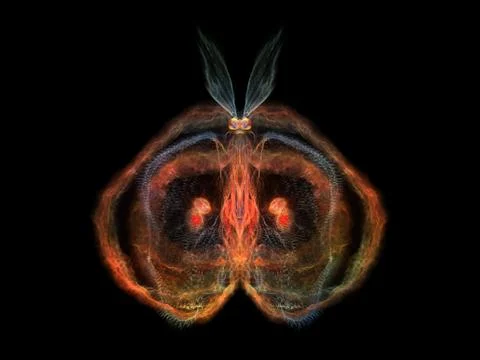 Intricate Butterfly Stock Illustration