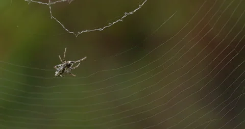 Intricate capture of a spider weaving its silk web, strand by strand, in the Stock Footage 327482518