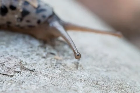 Intricate Close-up of a Patterned Garden Slug's Tentacle Exploring Rough St.. Stock Photos