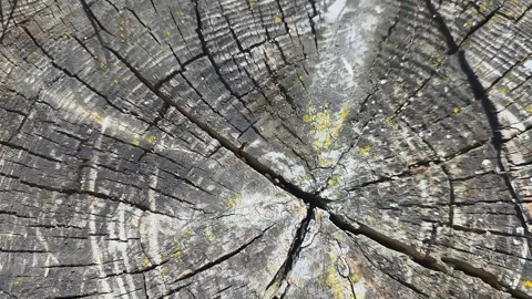 An Intricate Close-Up View of a Tree Stump Illustrating Natural Aging and T.. Vídeos de archivo 333927309