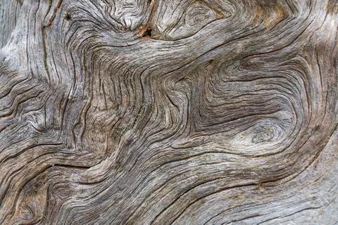 An intricate close-up of a weathered tree trunk, showing the mesmerizing sw.. Stock Photos