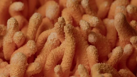 Intricate Cordyceps Surface Shown Through Controlled Rotation Vídeos de archivo 331568089