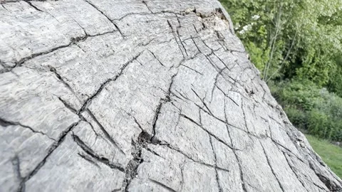 Intricate cracked grey timber surface macro detail Vídeos de archivo 334760231