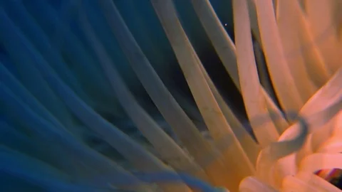 Intricate cylinder Rose Stock Footage 74833468