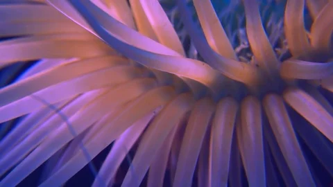 Intricate cylinder Rose Stock Footage 74835674