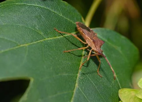 Intricate dance of a tiny creature on a vibrant green leaf in the heart of .. Stock Photos