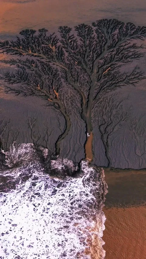 Intricate Dendritic Patterns of Qiantang River Estuary Tidal Tree China Stock Footage 342603210