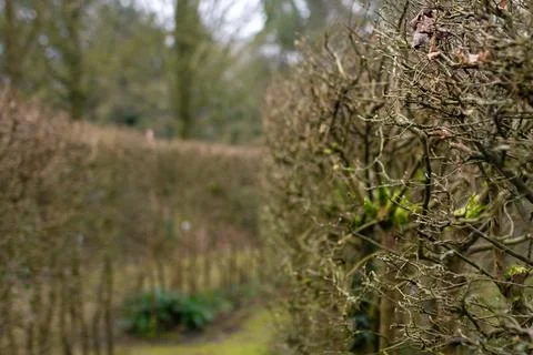 Intricate dense hedgerow with tangled bare branches forming natural pattern.. Foto stock