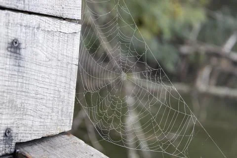 Intricate dewy spider web attached to weathered white wooden planks outdoors Photos