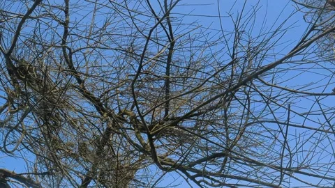 Intricate Display of Bare Branches Silhouetted Against a Clear Blue Sky Stock Footage 302525598
