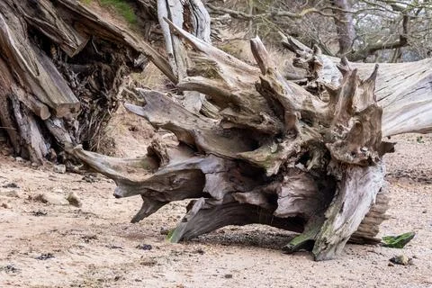 Intricate eroded tree root Stock Photos