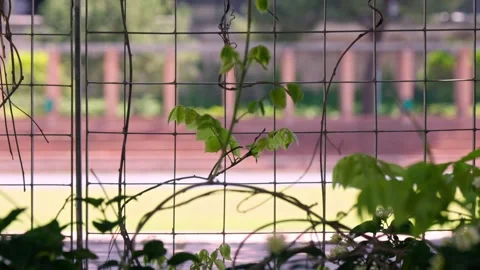 Intricate green vines dance through a sunlit fence Stock Footage 308810411