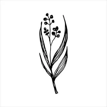 Intricate hand-drawn botanical design featuring a detailed branch with leaves Stock Illustration
