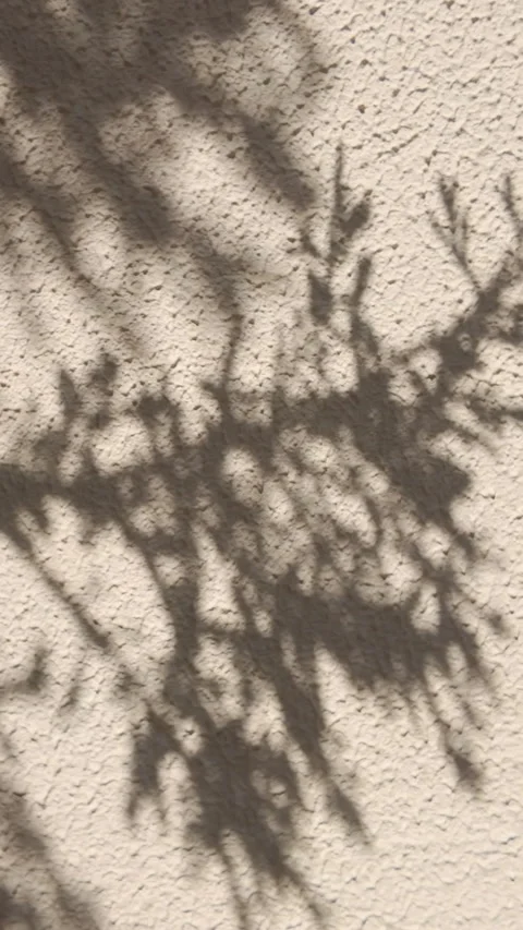Intricate Juniper branch shadow on textured beige Stock Footage 338135050