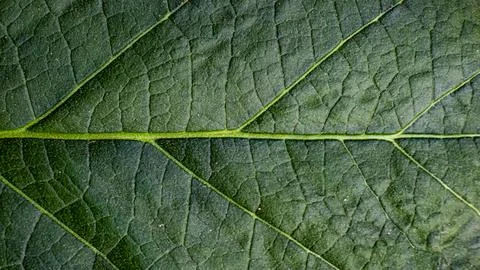 Intricate leaf pattern. Organic, detailed plant structure. Stock Photos