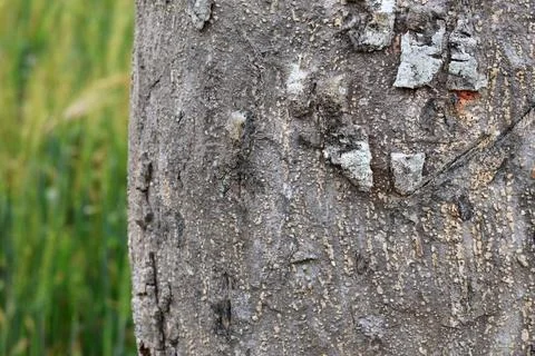 An Intricate Macro View of Deep Grooves and Rugged Ridges in Tree Bark Stock Photos