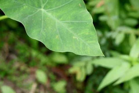 An Intricate Macro View of Leaf Architecture and Sunlight Filtration Stock Photos